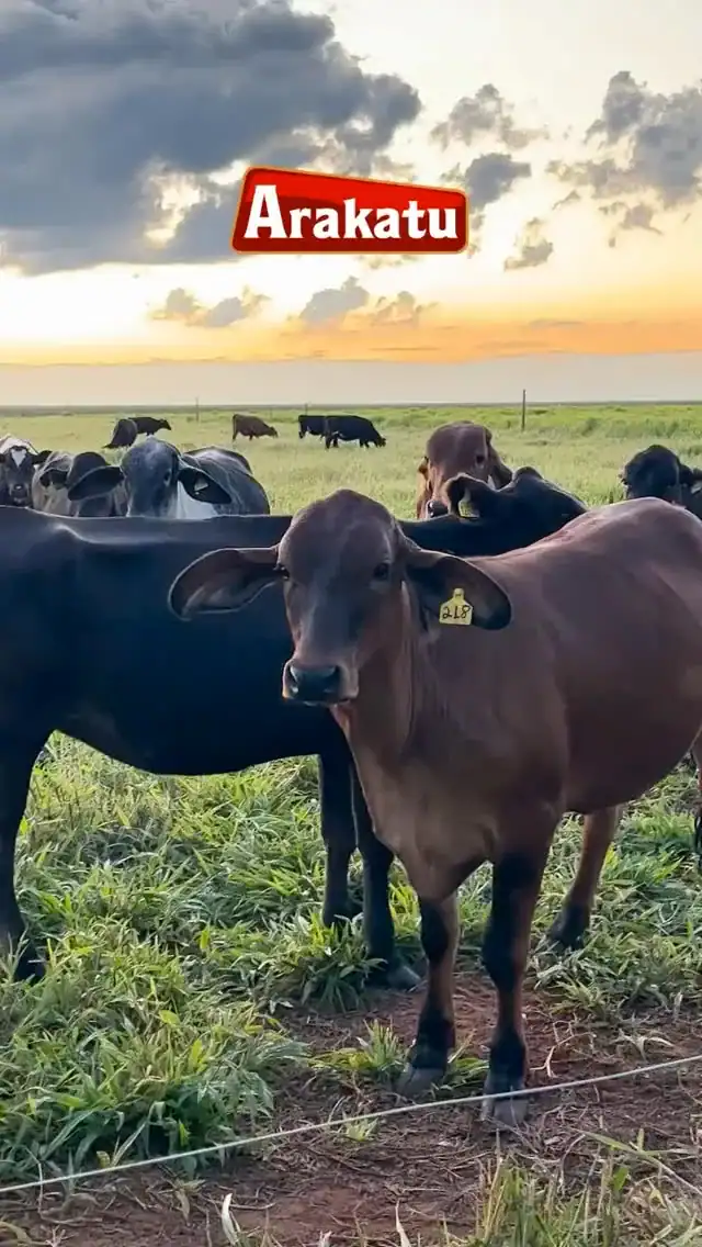 Gado criado a pasto na fazenda Arakatu, no Oeste da Bahia
