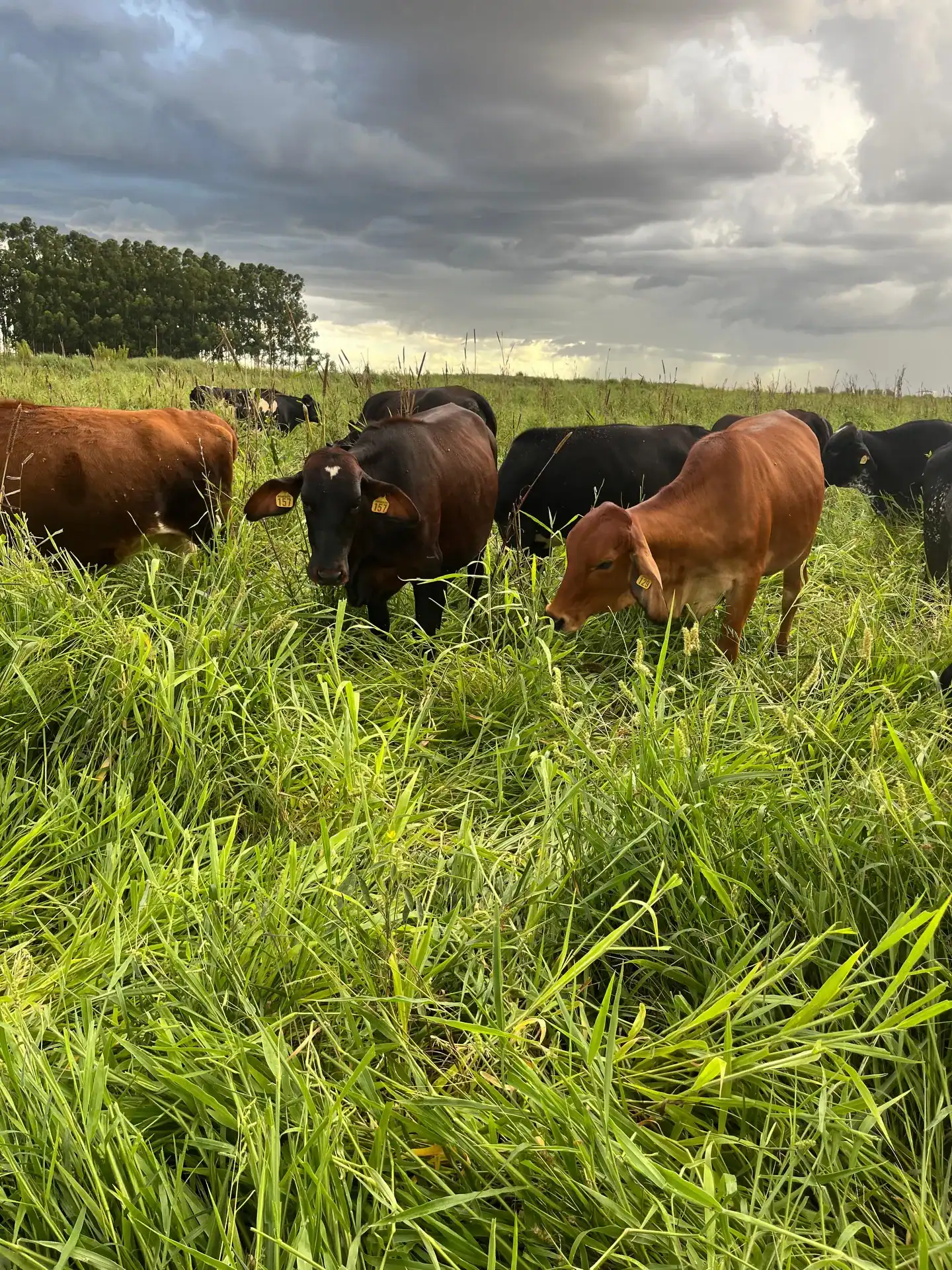 Rebanho Girolando criado a pasto na fazenda Arakatu