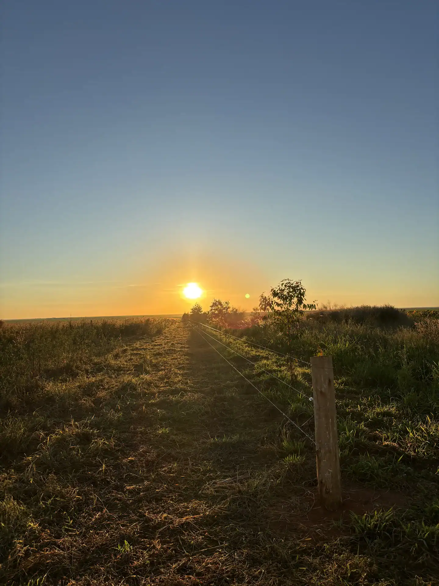 Amanhecer no pasto da fazenda Arakatu, no Oeste da Bahia