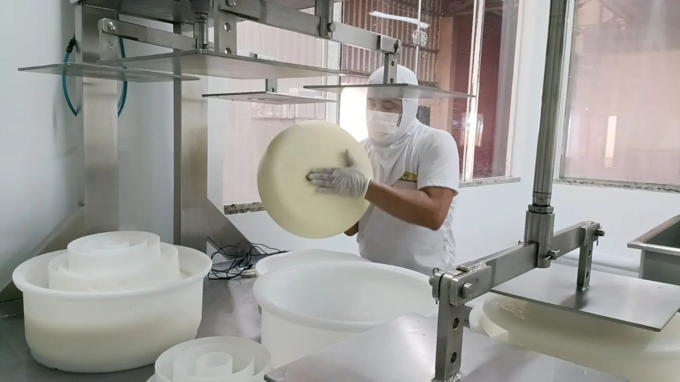 Roda de Gouda recém-prensada