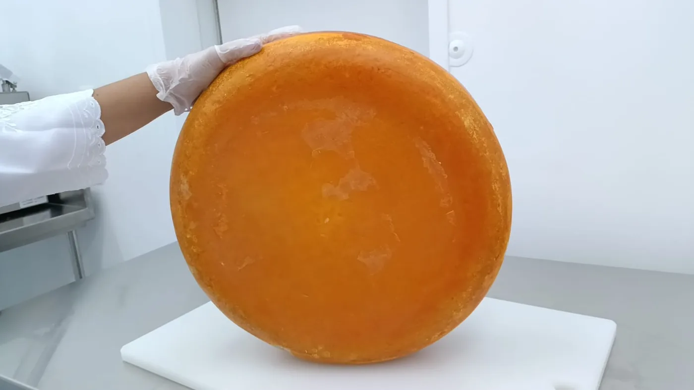 Roda de queijo tipo Gouda Arakatu com casca natural madura