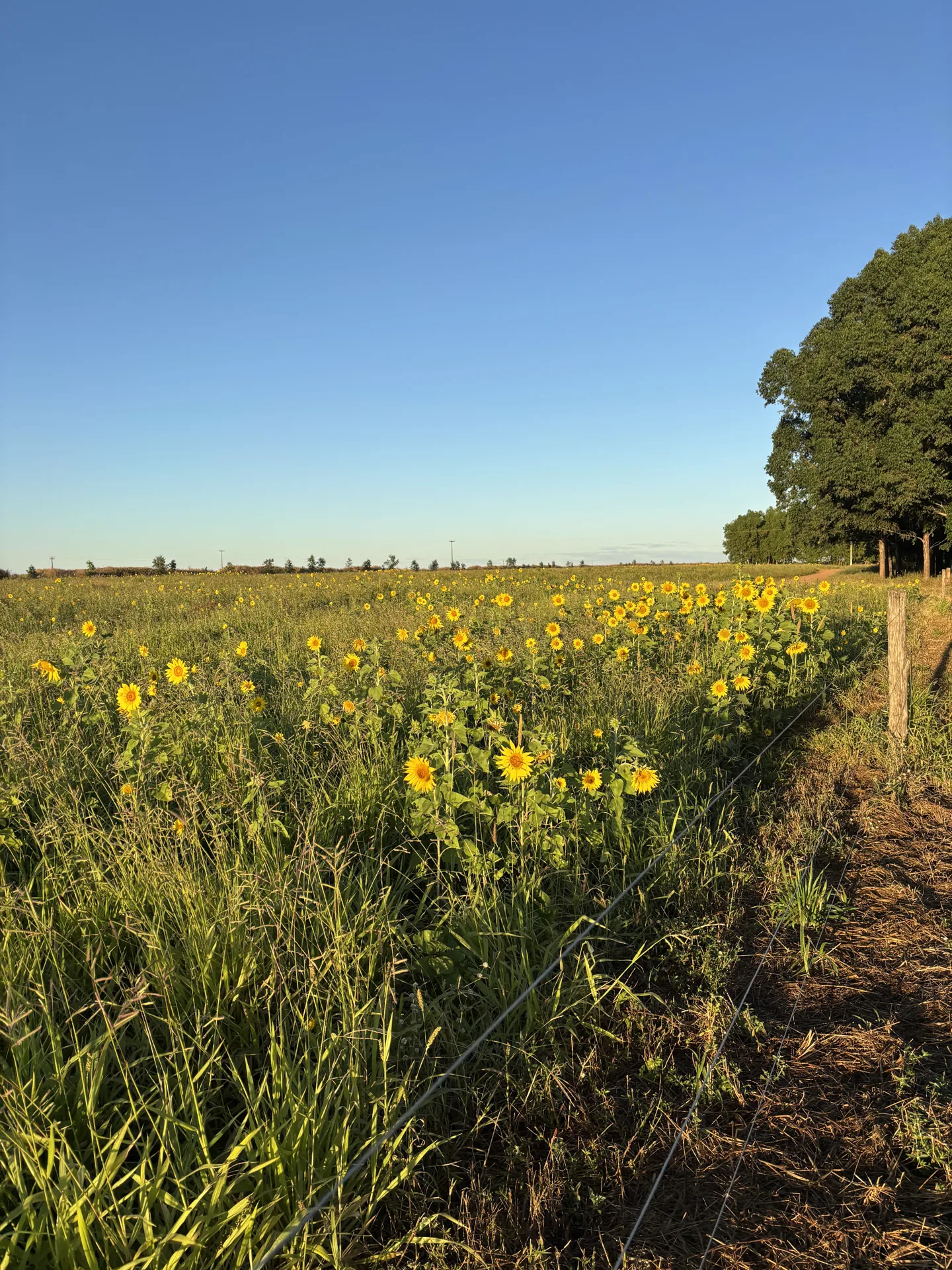 Pasto da fazenda Arakatu no Oeste da Bahia, sistema ILPF