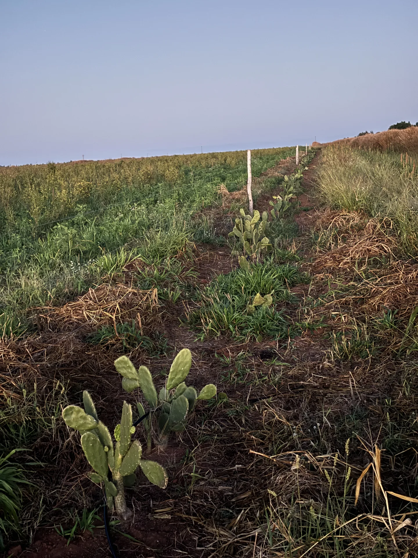 Lavoura com mudas na fazenda Arakatu