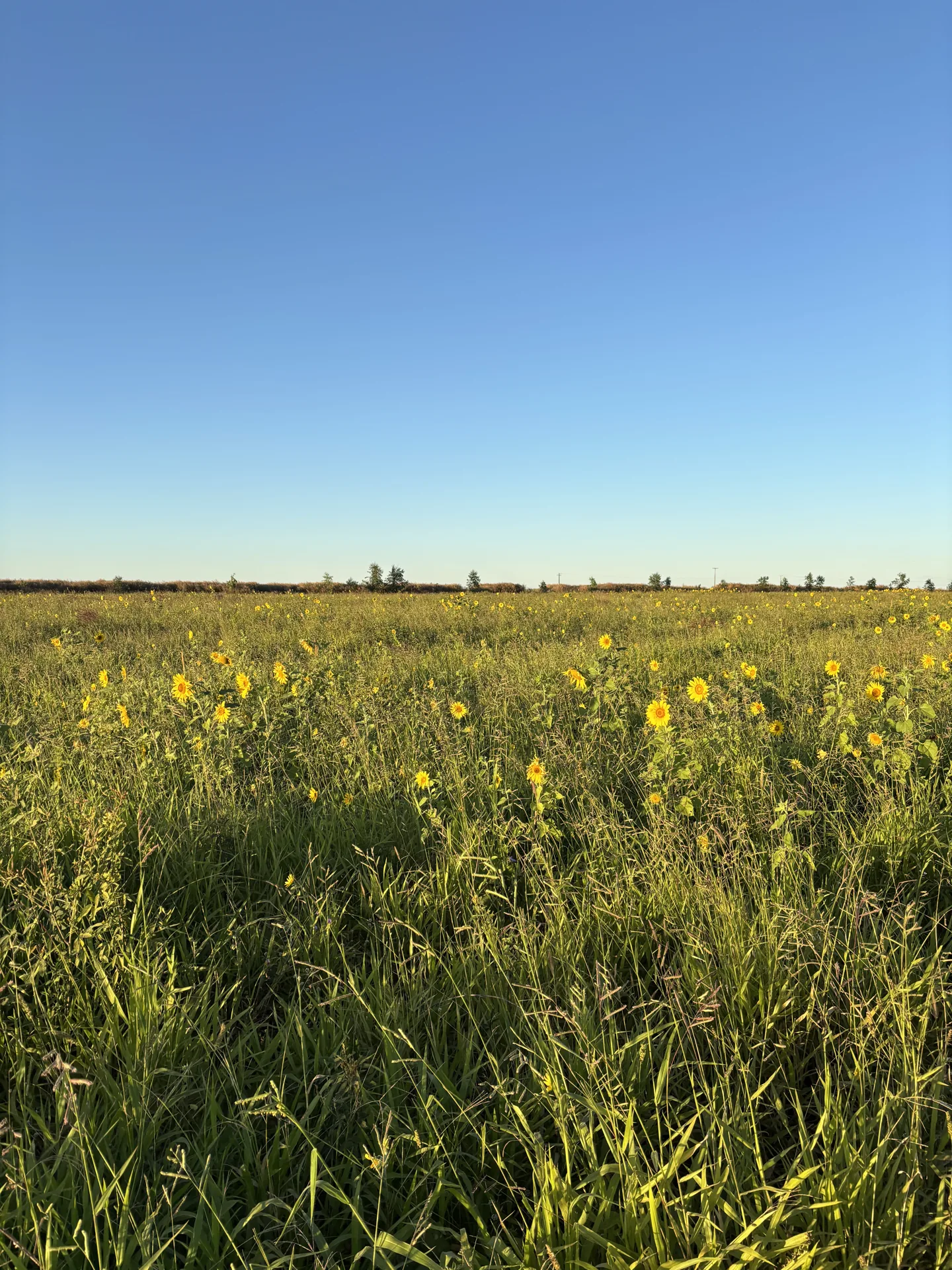 Pasto com girassóis na fazenda regenerativa Arakatu