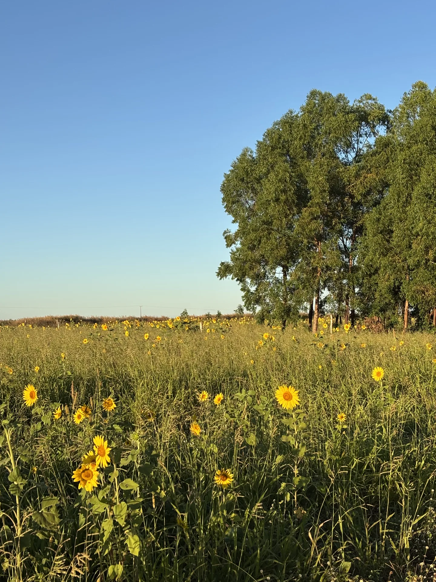 Campo verde na fazenda regenerativa Arakatu