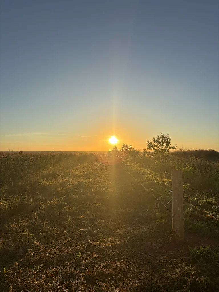 Nascer do sol no pasto da fazenda