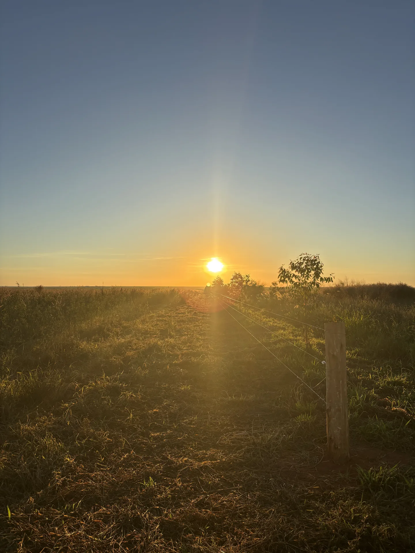Vaca preta em pasto livre Arakatu